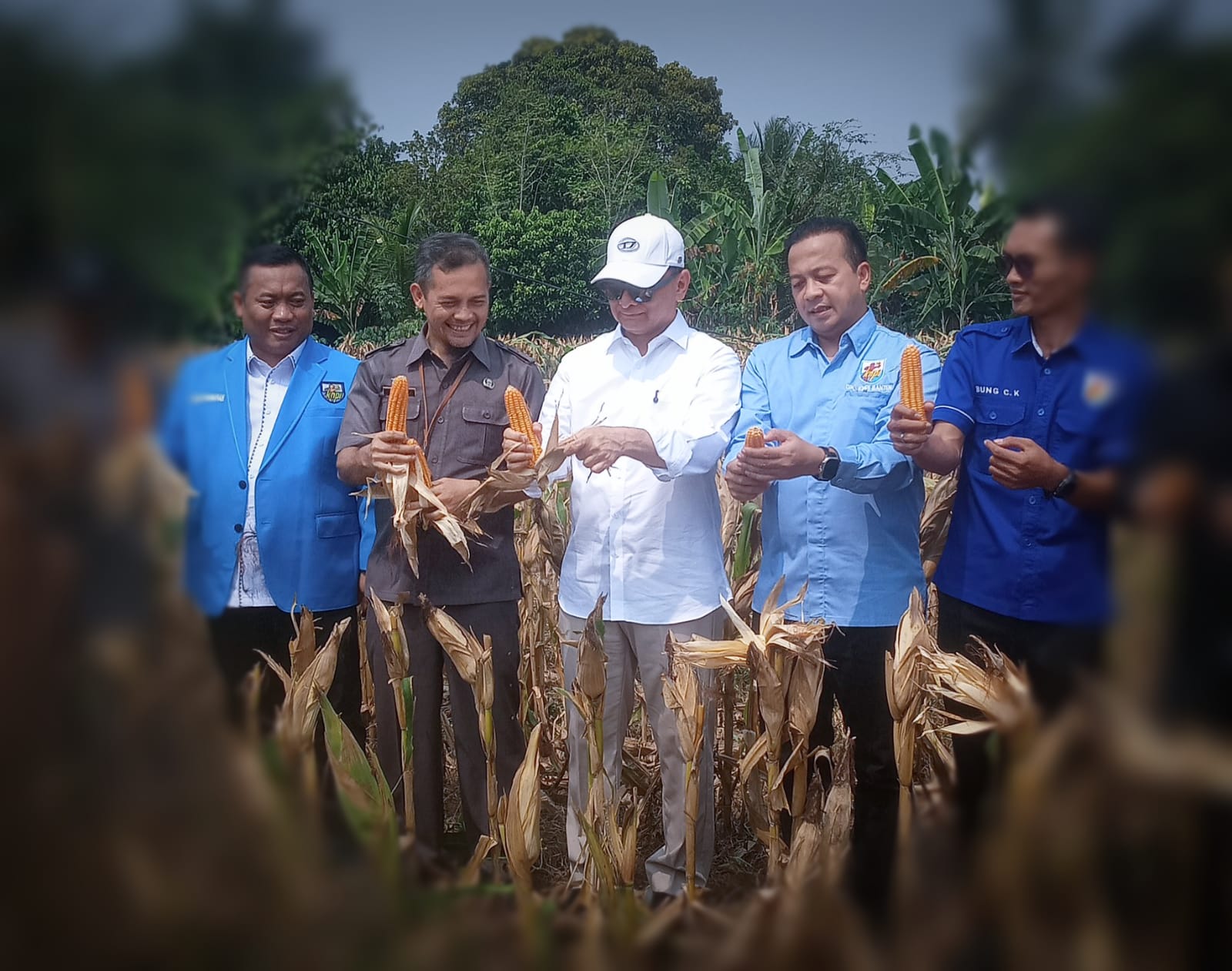 Wagub Banten Achmad Dimyati panen jagung bersama pengurus KNPI di lahan 4 hektare Desa Padasuka Lebak