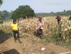 Polsek Curugbitung Panen Jagung 6 Ton, Dukung Program Ketahanan Pangan 1 Desa 2 Hektar