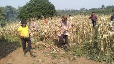 Iptu Agus Ridwan Mustopa Panen Jagung 6 Ton Curugbitung Lebak
