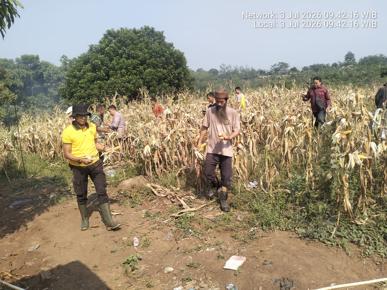 Iptu Agus Ridwan Mustopa Panen Jagung 6 Ton Curugbitung Lebak