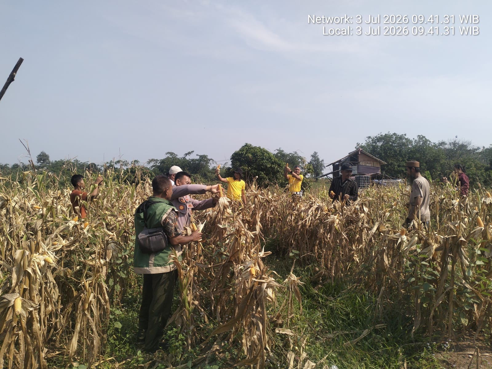  Panen Jagung Polsek Curugbitung Program 1 Desa 2 Hektar Lebak