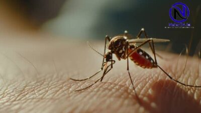 nyamuk aedes aegypti musim kemarau dbd