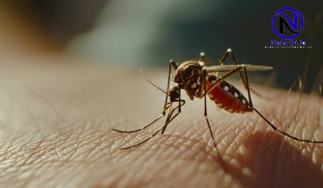 nyamuk aedes aegypti musim kemarau dbd