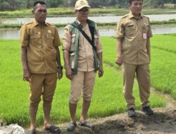 Pertama di Kabupaten Tangerang, DPKP Uji Coba Tanam Padi Sistem Tabela di Desa Klebet