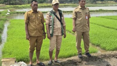 Pertama di Kabupaten Tangerang, DPKP Uji Coba Tanam Padi Sistem Tabela di Desa Klebet