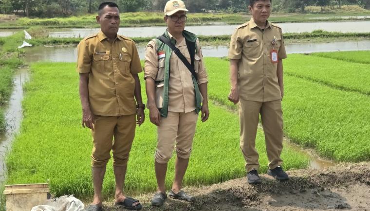 Kepala DPKP Kabupaten Tangerang bersama Kepala Desa dan penyuluh pertanian berdiri di pematang sawah hijau