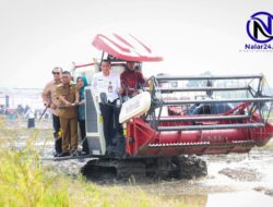 Gubernur Andra Soni Panen Padi PM-AAS di Serang, Hasil Capai 12,88 Ton/Ha
