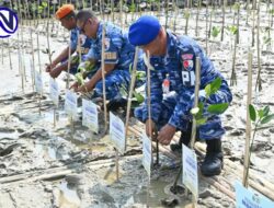 HUT ke-81 TNI, Lanud Sugiri Sukani dan Lanal Cirebon Tanam 10.000 Bibit Mangrove di Pantai Baro Gebang