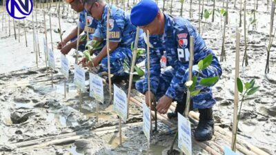 HUT ke-81 TNI, Lanud Sugiri Sukani dan Lanal Cirebon Tanam 10.000 Bibit Mangrove di Pantai Baro Gebang
