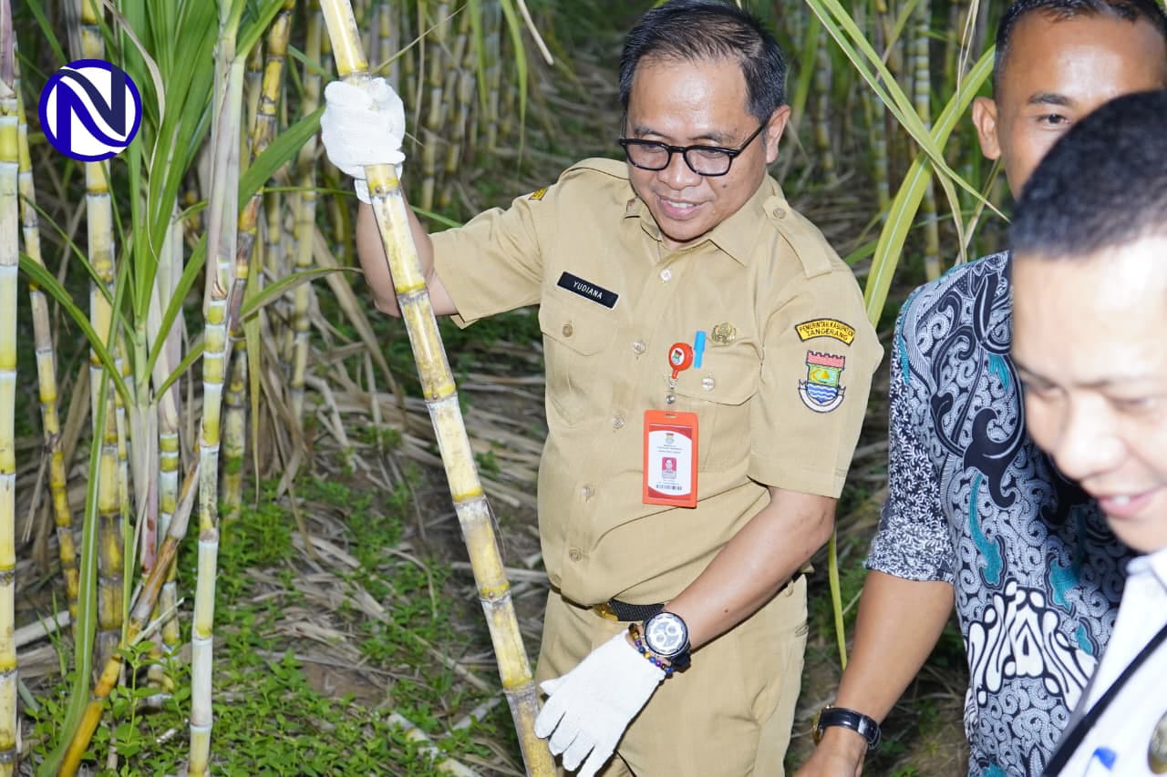 Staf Ahli Bupati Tangerang Yudiana tinjau kebun tebu Desa Cikuya