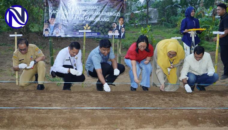 Penanaman kacang tanah program sinergizi Kabupaten Tangerang di Desa Cikuya