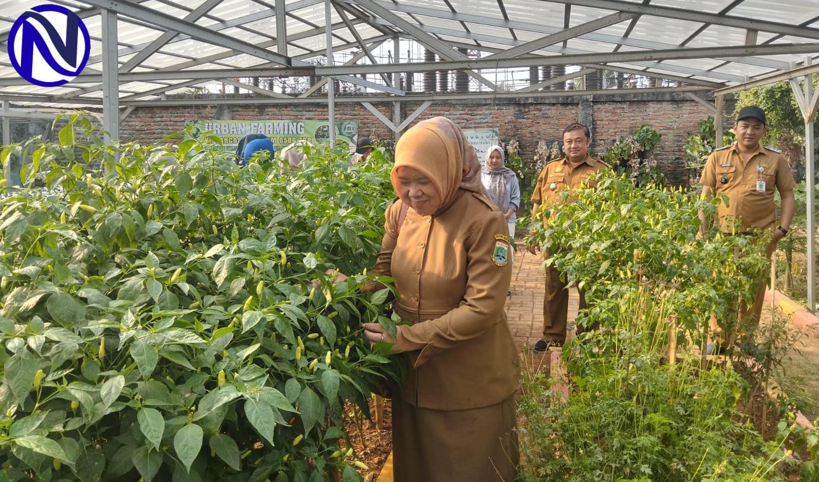 Panen cabai urban farming Kampung Jimpitan KB2
