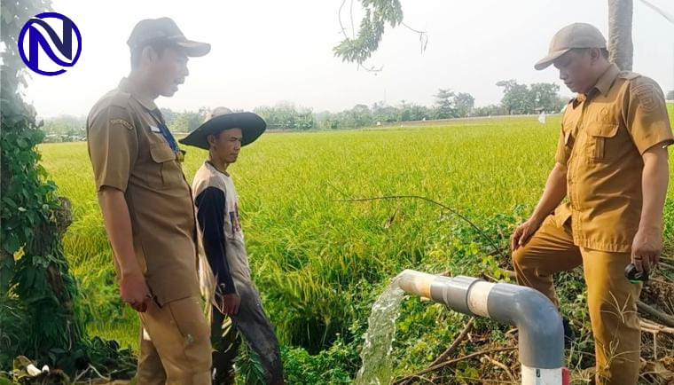 Petugas DPKP cek aliran pompa air irigasi sawah yang terdampak kekeringan di Tangerang
